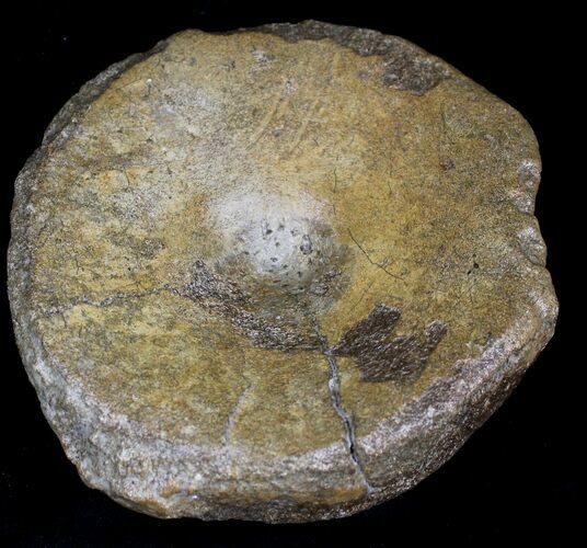 Large Ichthyosaur Vertebra - Dorest, England #22101